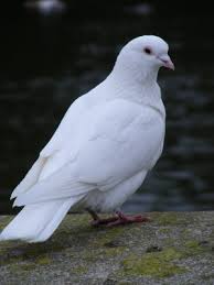 Dove Symbolism