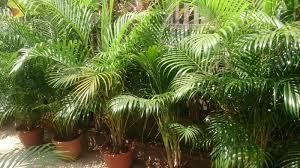 Some common plants are highly toxic to cats but few felines eat them. Areca Palm Care How To Grow Dypsis Lutescens Smart Garden Guide