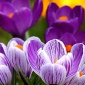 Rosin Family Obituaries