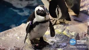 — new england aquarium (@neaq) june 1, 2020. New England Aquarium Penguins Facebook