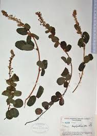 Image result for Uraria