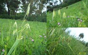 Image result for Avena byzantina