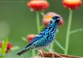 The Beryl Spangled Tanager Tangara Nigroviridis This Brightly Colored Blue And Black Songbird Is Native To Andean Cloud Forests F Aves Hermosas Aves Pajaros
