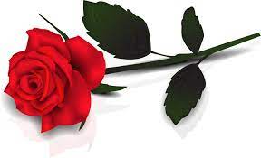 En Guzel Gul Resimleri Fotograflari 22 1024x621 Rose Clipart Single Red Rose Rose