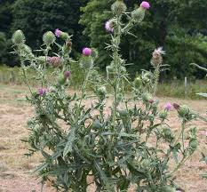 Image result for Cirsium  buchwaldii