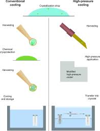 Modifications change the charge of the protein, and often cause a change in the protein's activity level. Iucr A Standardized Technique For High Pressure Cooling Of Protein Crystals
