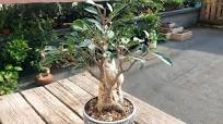Make something interesting from Ficus Microcarpa Bonsai tree, and fixing  the roots