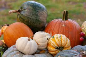 How important is soil to giant pumpkins. How To Grow Pumpkins