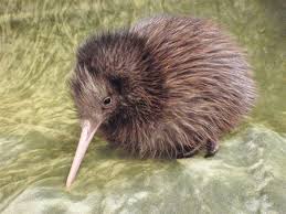 Neuseelandfuerdeutsche.de www.nzfg.co.nz neuseeland neuseeland ezine. Environmental Credentials Wild Birds Beautiful Birds Animals And Pets