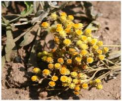 Image result for Helichrysum arenicola