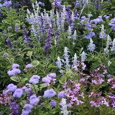 Landscape Focused Landscape Garden Design Ideas Front To Back Ageratum Houstonianum Dondoschnittperle Beautiful Gardens Garden Design Garden Inspiration