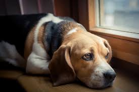 These facilities are not equipped to do extensive workups including labs and imaging. Pet Urgent Care Veterinarian In Scarsdale Ny Central Animal Hospital