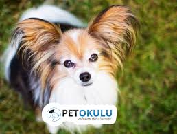 tuy dokmeyen 15 kopek cinsi pet okulu kopek kopek egitimi kopek turleri