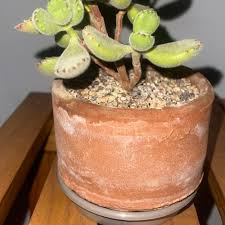 Image result for Cotyledon barbeyi