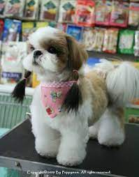 Pin On Dog Names