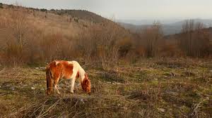 We hiked to mount rogers in late june and couldn't believe how mild the temperatures were for rogers this week from the elk ridge and on to mt rogers. Wild Ponies Panoramic Vistas Await Mount Rogers High Country Visitors Travel Outdoors Journalnow Com