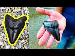 Megalodon Disi Nasil Bulunur Ve Degeri Ne Kadardir Youtube 2020 Megalodon Kopek Baligi Dis