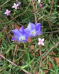 Image result for Wahlenbergia flexuosa