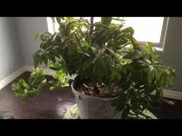 It is better to graft a branch from a tree that produces mangos you really like when your seedling is about 1/4 inch thick at about 10 inches above the ground. Video Indoor Mango Tree