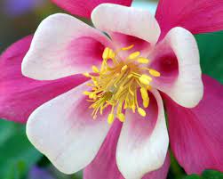 Pin On My Dream Garden