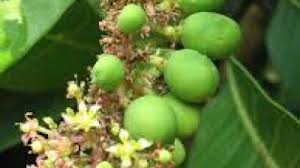 You'll get 2 seeds from a fruitful, non gmo tree. Drop In The Production Of The Tropical Fruit Mundus Agri