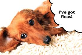 Jan 20, 2017 · you can tell fleas apart from dry skin easily: How Do I Know If My Dachshund Has Fleas I Love Dachshunds