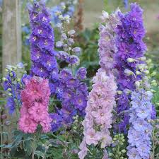 Image result for Delphinium