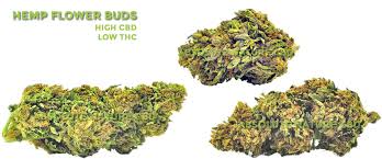Cbd Hemp Flower Online Store Buy Premium Indoor Hemp Flowers