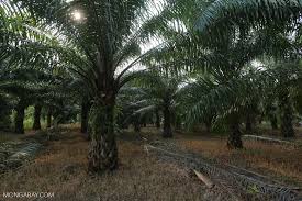 Setelah Dirikan Sekolah Kelapa Sawit Begini Rencana Pemerintah Musi Banyuasin Selanjutnya Mongabay Co Id