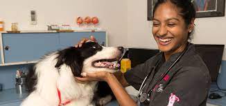 From preventive health care services to advanced diagnostic and surgical services, our doctors and staff are trained to manage all of your pet's needs. About All Pets Vet