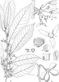 Image result for Polyceratocarpus gossweileri