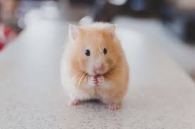 Check spelling or type a new query. Hamster Adoption In Singapore 5 Best Platforms Resources