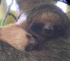 Things that make you go aww! Three Fingered Sloth Adopts A Two Fingered Sloth Baby Sloth Conservation