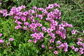 Image result for Oxalis purpurascens