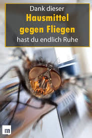 Was Hilft Gegen Fliegen Hausmittel Gegen Fliegen Fliegenfalle Hausmittel Fliegen Im Haus