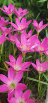 Image result for Zephyranthes minuta