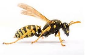 Peppermint oil on its own has been shown to keep wasps and bees at bay, or you can use a combination of clove, geranium, and lemongrass essential oils as a natural pest control method. Keep Wasps Hornets Away 6 Tips The Tick And Mosquito Project