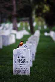 The green hills of stranglethorn is a book by hemet nesingwary. Arlington Perch Arlington National Cemetery Arlington Headstones