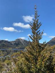 Image result for Phyllocladus trichomanoides