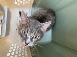 Health Alert: County issues warning over rabid cat in Ashburn