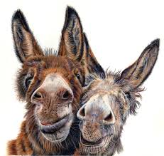 Happy International Donkey Day