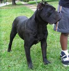 He comes with tail docked and up to date on immunizations and wormer. Cane Corso Puppies For Sale Texas