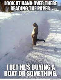 Nosey Neighbor Cat Memes Funny Animal Videos Funny Cat Pictures