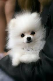 The main reason for this price range is that teacup poodles often have small litters, but still require a big investment in time, energy and expense for their breeders. Teacup Pomeranian Dog Price In Delhi