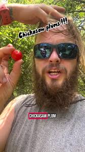 Foraging for wild Chickasaw Plums!