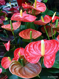 Pin By Cristiana Burdie De Polanco On Flowers Flowers Anthurium Flowers Projects To Try