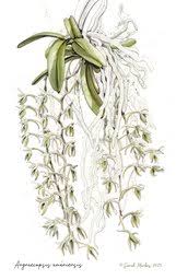 Image result for Angraecopsis amaniensis