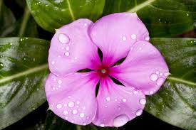 Image result for Catharanthus roseus