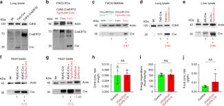 The line expressing the highest level of. Isure Cre Is A Genetic Tool To Reliably Induce And Report Cre Dependent Genetic Modifications Nature Communications