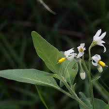 Image result for Solanum chenopodioides